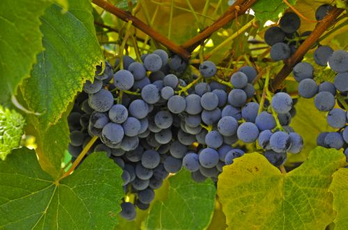Clusters of grapes on the vine at Austin Family Farm
