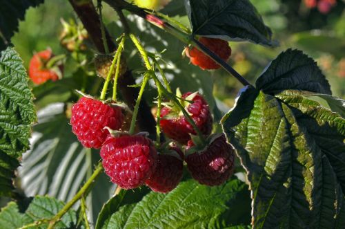 Red raspberries on the bush at Austin Family Farm