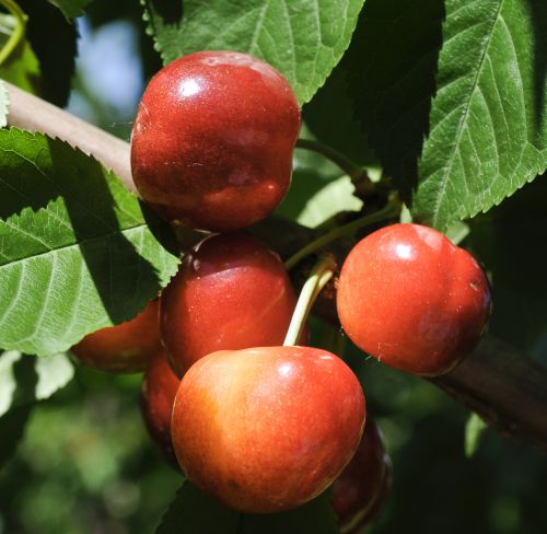 Ripe cherries on the branch at Austin Family Farm