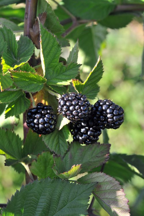 Blackberries ripening on the cane at Austin Family Farm