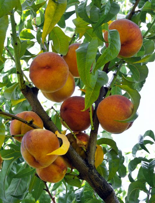 Peaches ripening on the tree at Austin Family Farm