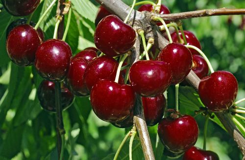 Dark sweet cherries hanging from the branch at Austin Family Farm