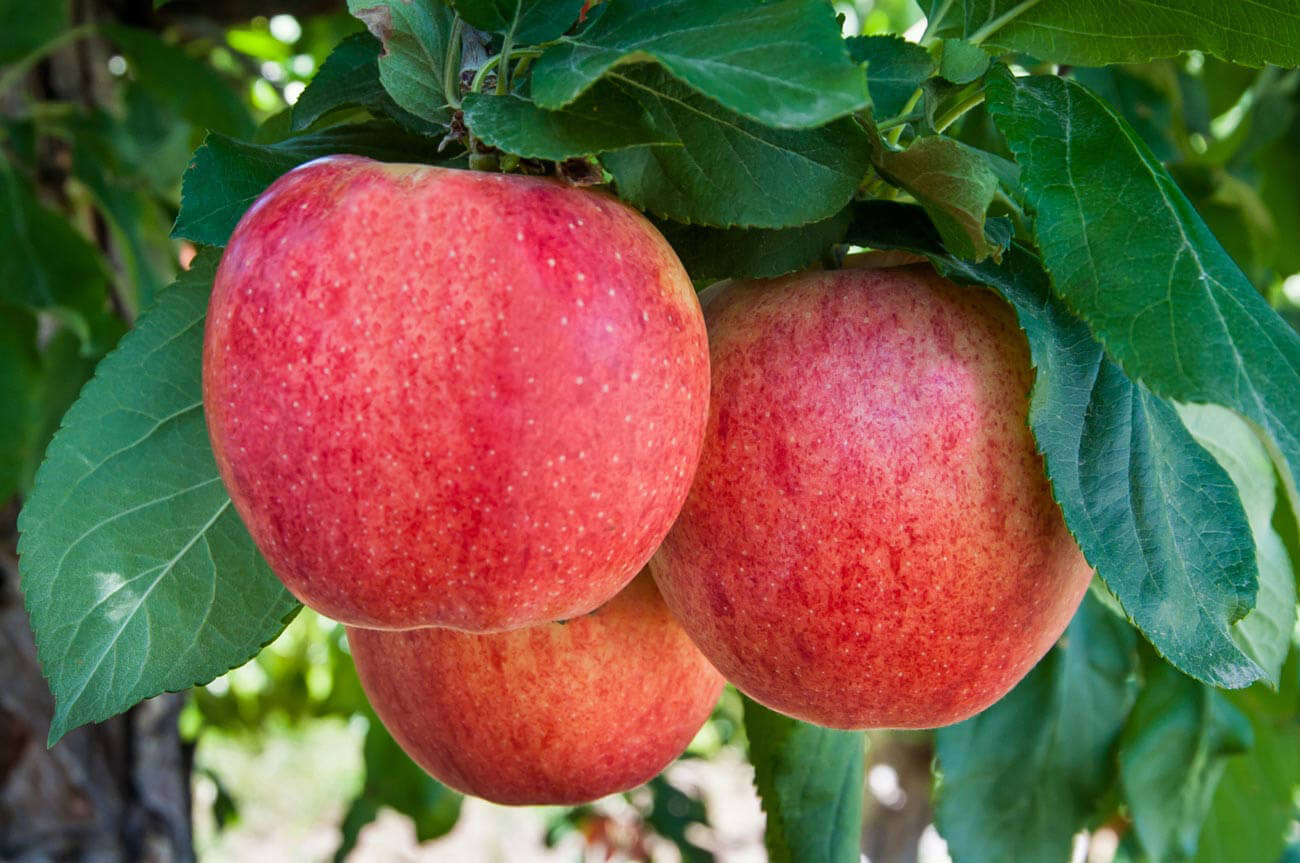 Ripe apples on the branch at Austin Family Farm's orchard